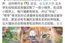 卡特猫女老版原画