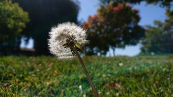 失婚半截白菜，从困境中重新寻找生活的光芒